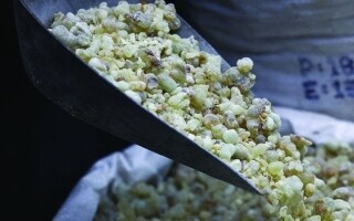 Торговля ладаном возрождает древнюю омани традицию